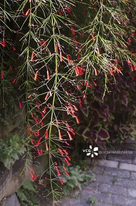 盛开的珊瑚植物图片素材