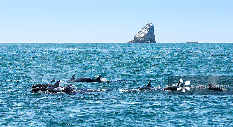 群岛湾的海豚图片素材