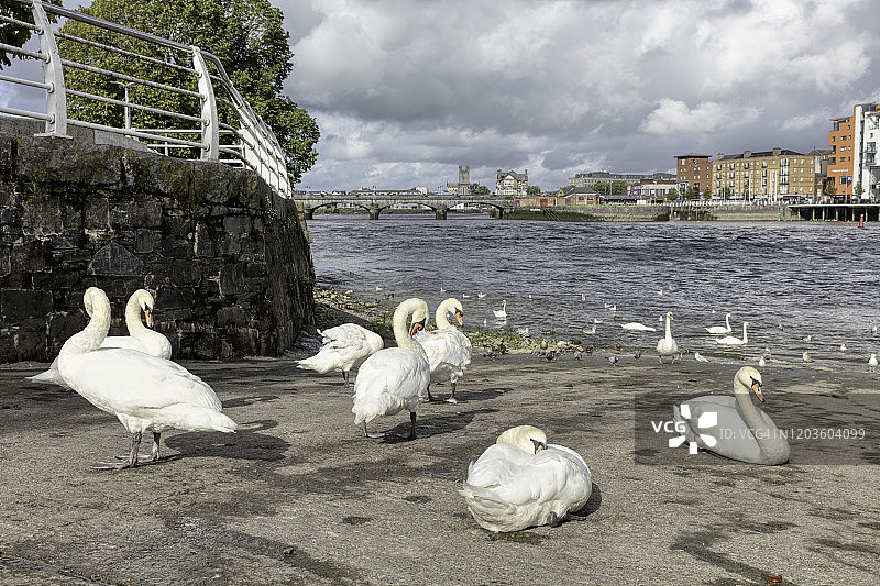 聚集在爱尔兰利默里克市香农河畔的天鹅图片素材