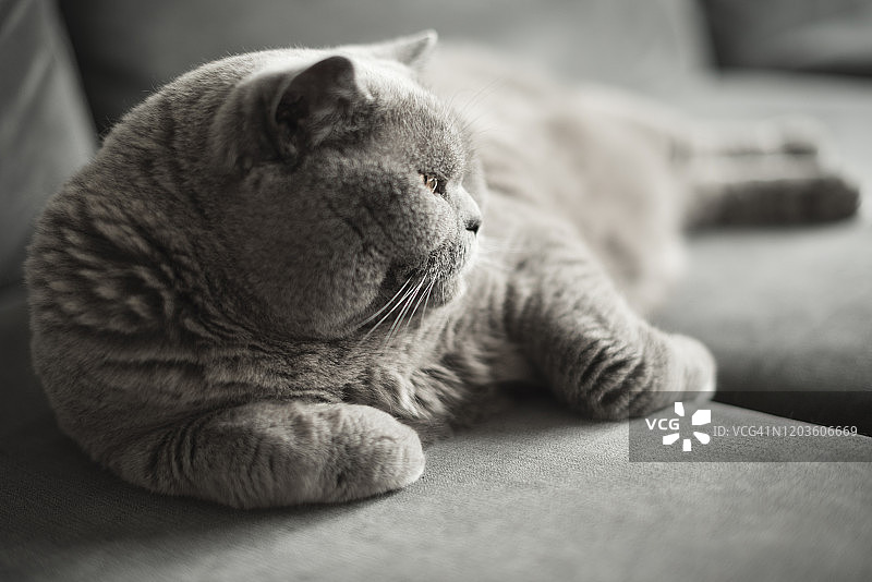 英国短毛猫优雅地躺在灰色沙发上，看向别处特写图片素材