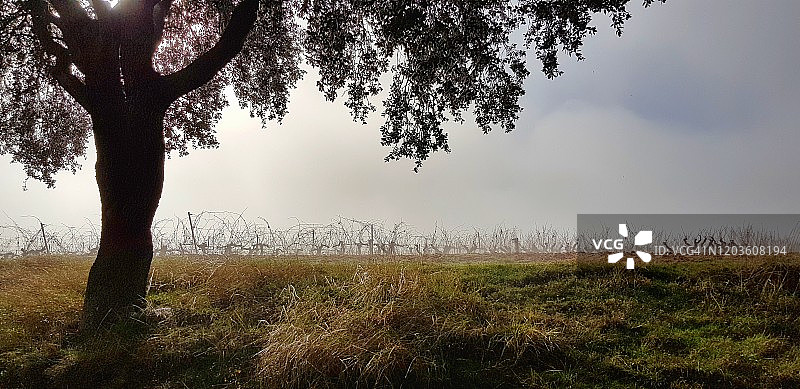 杜埃罗河岸葡萄园雾蒙蒙冬日早晨的树木图片素材