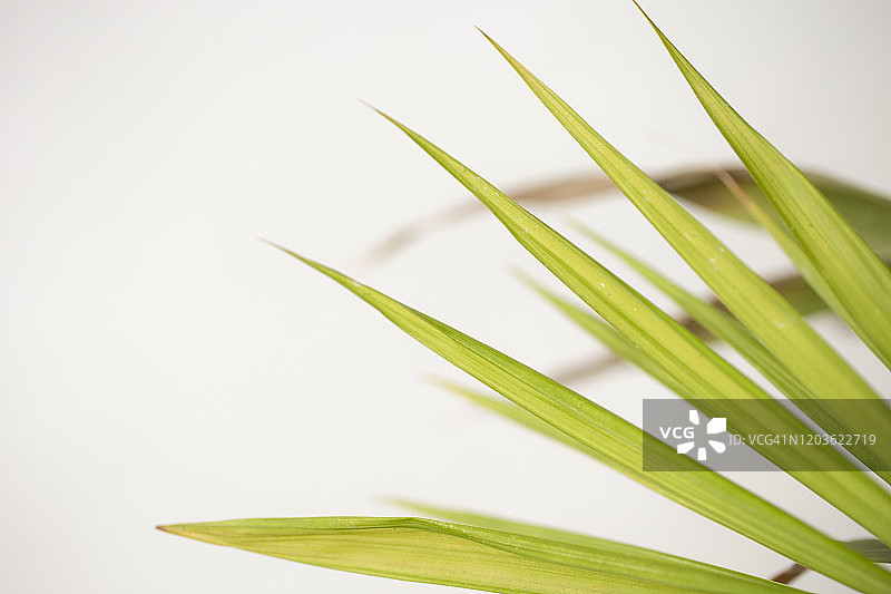 散尾葵特写图片素材