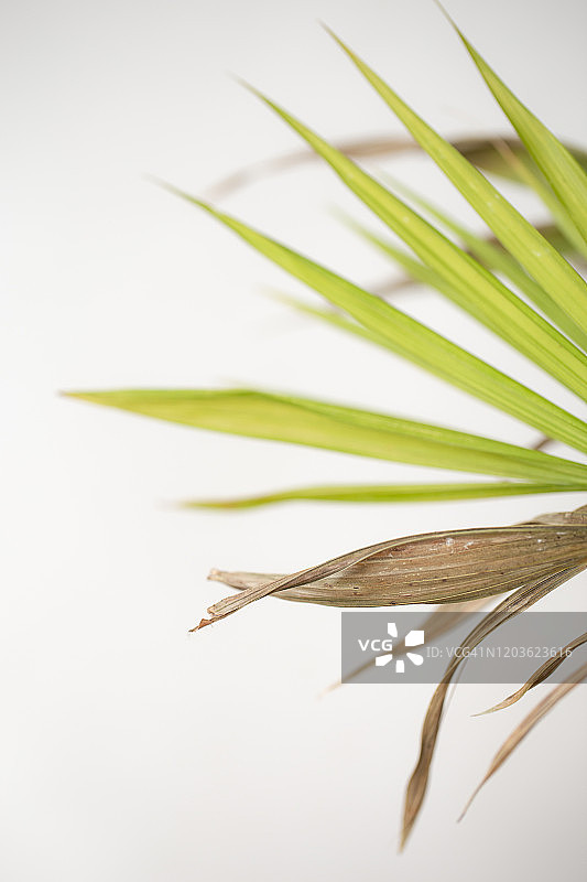 散尾葵特写图片素材