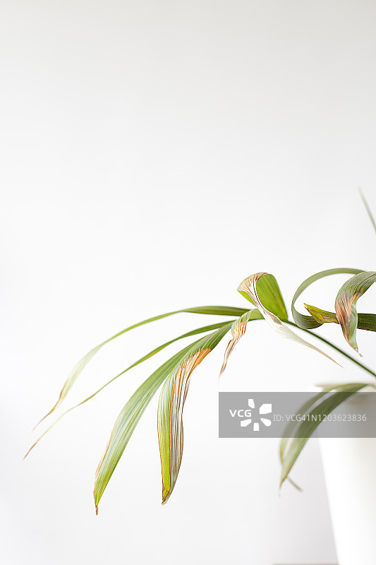 散尾葵特写图片素材