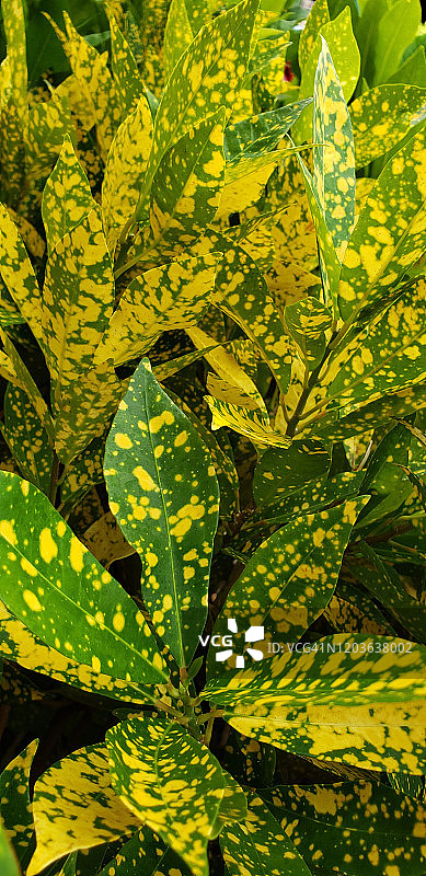 变叶木叶子，杂色柯迪亚，绿黄色图片素材