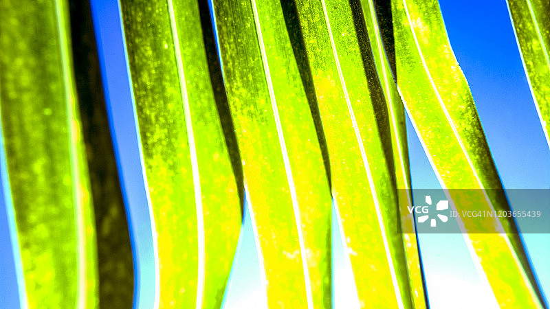 海地，椰子叶图片素材