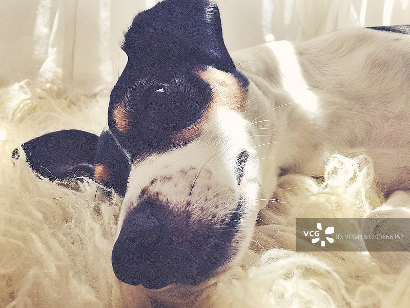 一只猎狐梗脸埋在长毛地毯上图片素材