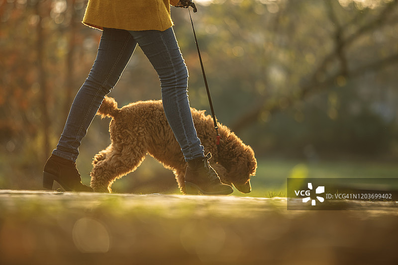 在公园里嗅来嗅去图片素材