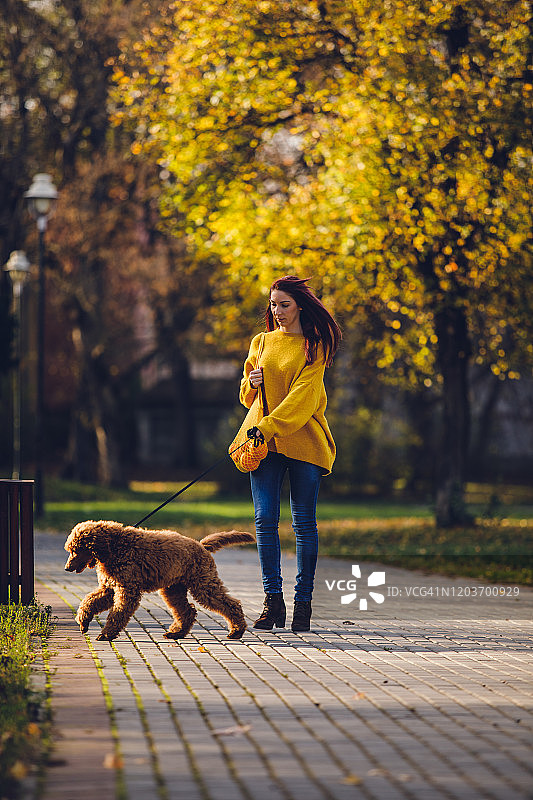女人遛红色标准贵宾犬图片素材