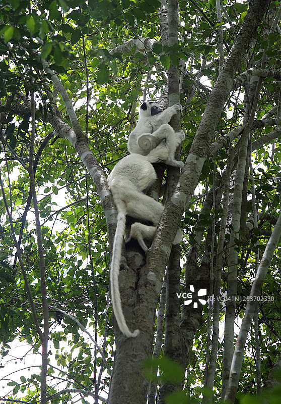 幼年 sifaka 和母亲，马达加斯加图片素材