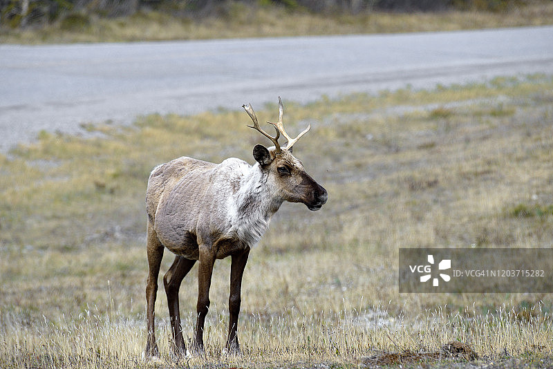 阿拉斯加公路芒乔湖畔的野生荒地驯鹿图片素材