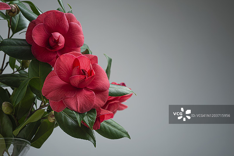 山茶花花图片素材