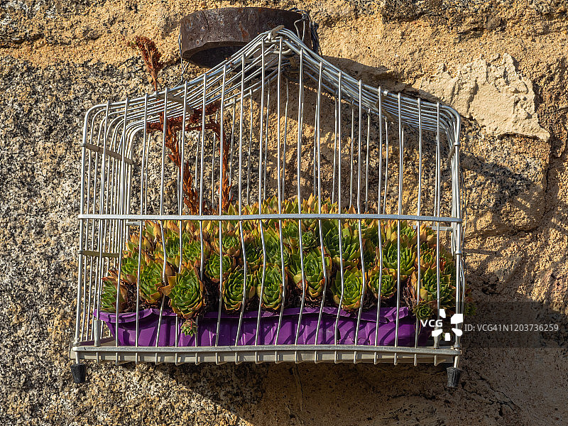 挂在石墙上的鸟笼里的仙人掌图片素材