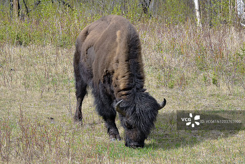 阿拉斯加高速公路上的野牛图片素材