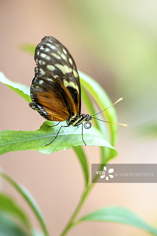 虎纹长翼蝶特写图片素材