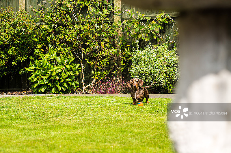 花园里的腊肠犬图片素材