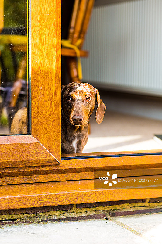 坐在门框里的腊肠犬图片素材