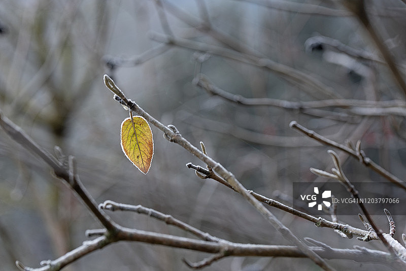 树枝上的冰冻树叶图片素材