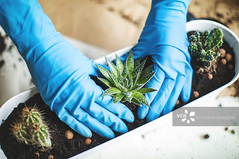 植物护理图片素材