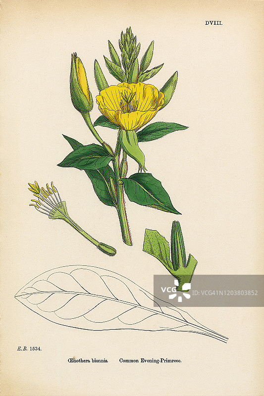 月见草，维多利亚植物插图，1863年图片素材