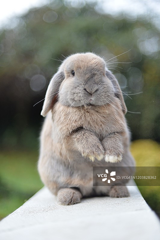 迷你垂耳兔图片素材