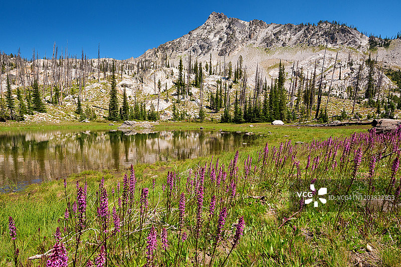 爱达荷州锯齿荒野，小溪湖畔的品红色花朵（夏日午后）图片素材