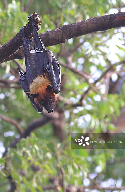 印度飞狐图片素材