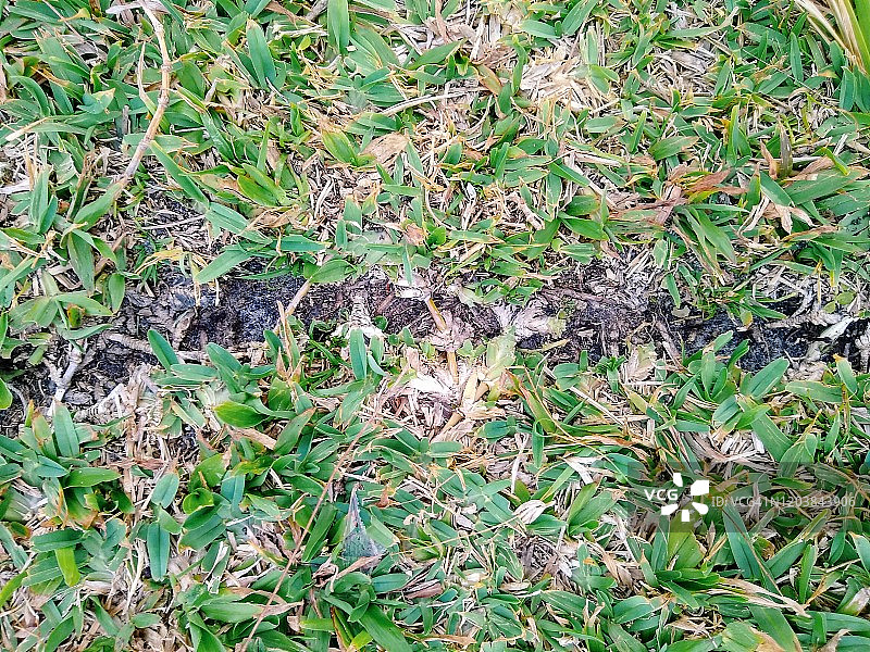 草丛中的蚂蚁图片素材