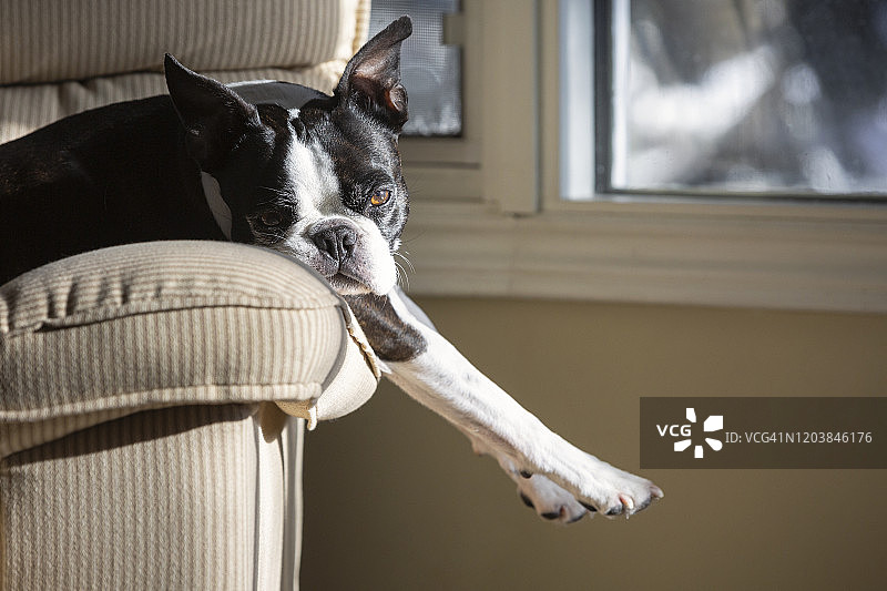 沙发上的波士顿梗犬图片素材