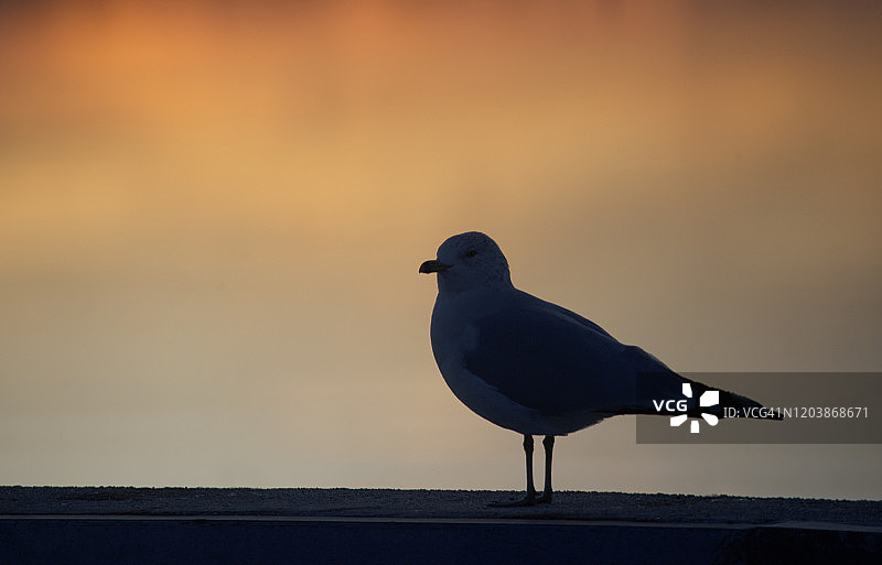 纽约长岛曼哈塞特湾岸边的海鸥图片素材