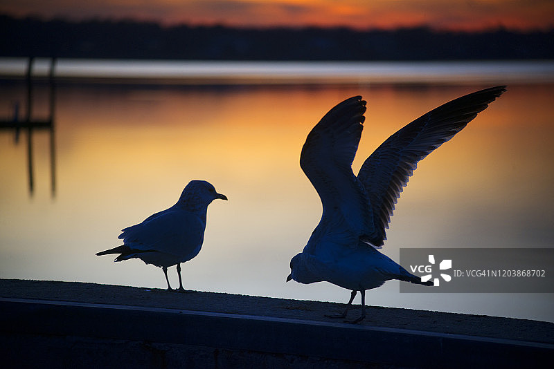 纽约长岛曼哈塞特湾岸边的海鸥图片素材