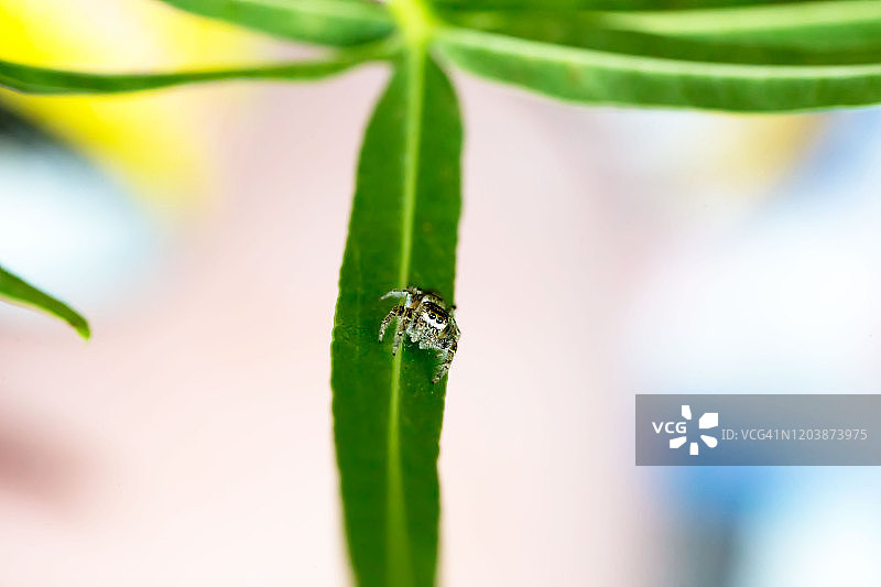 树叶上的跳蛛图片素材