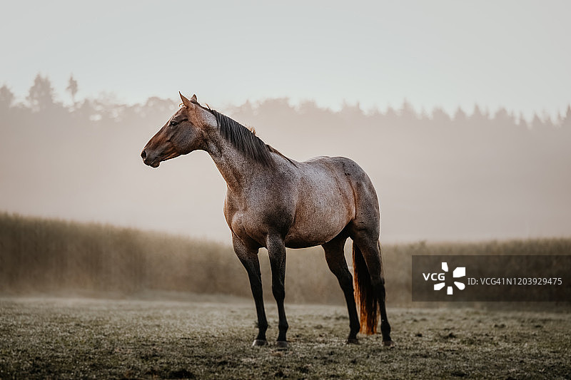 在草地牧场围场上的母马四分之一马图片素材