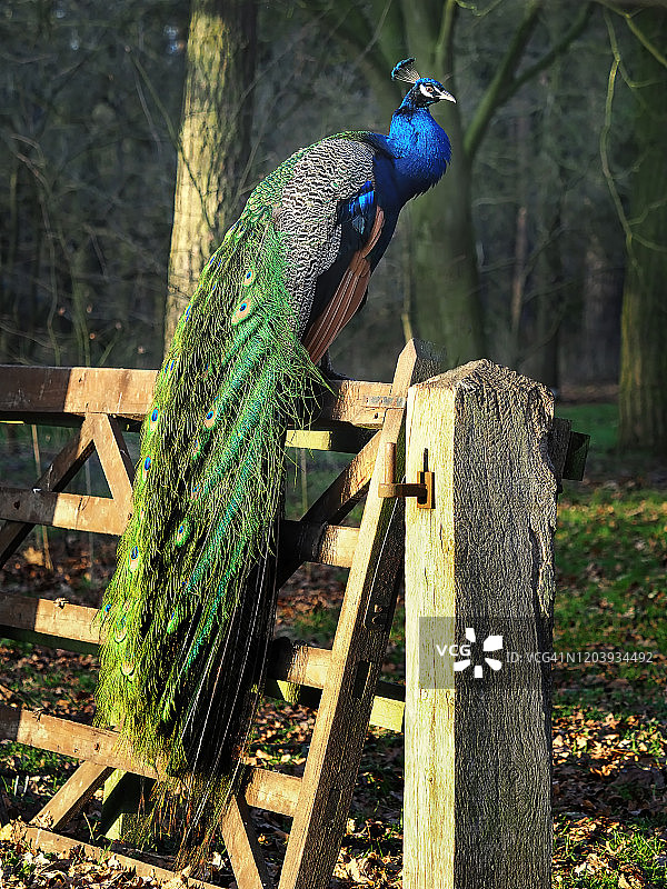 孔雀栖息在木门上图片素材