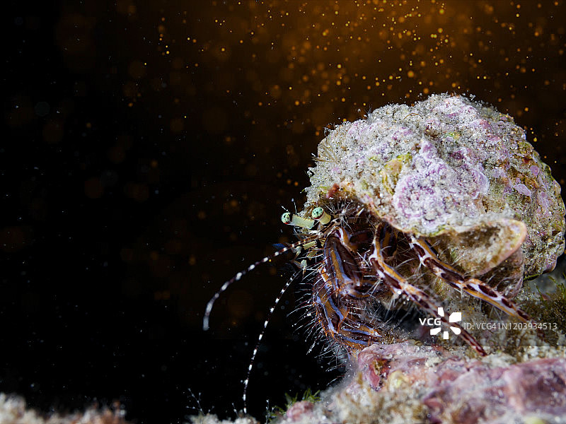 寄居蟹图片素材