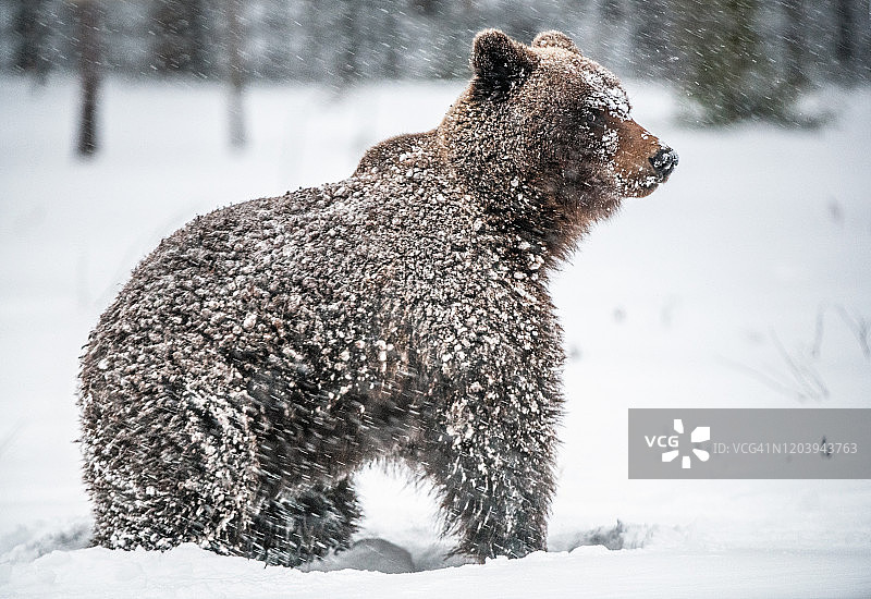 冬季森林中暴风雪中的棕熊图片素材