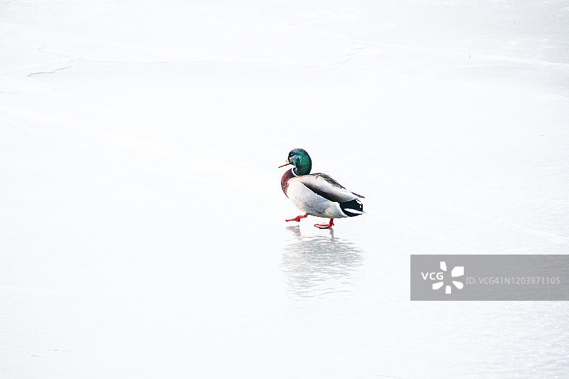 一只鸭子在北京结冰的池塘上行走图片素材