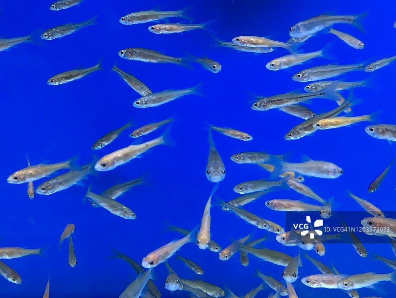 用作鱼饵的小型饲料鱼水族箱图片素材