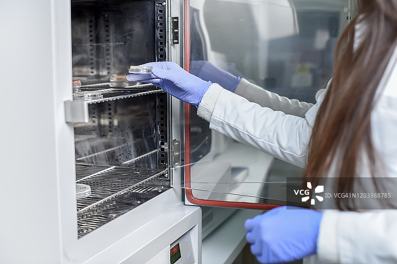 女微生物学家从实验室烤箱中取出培养皿图片素材
