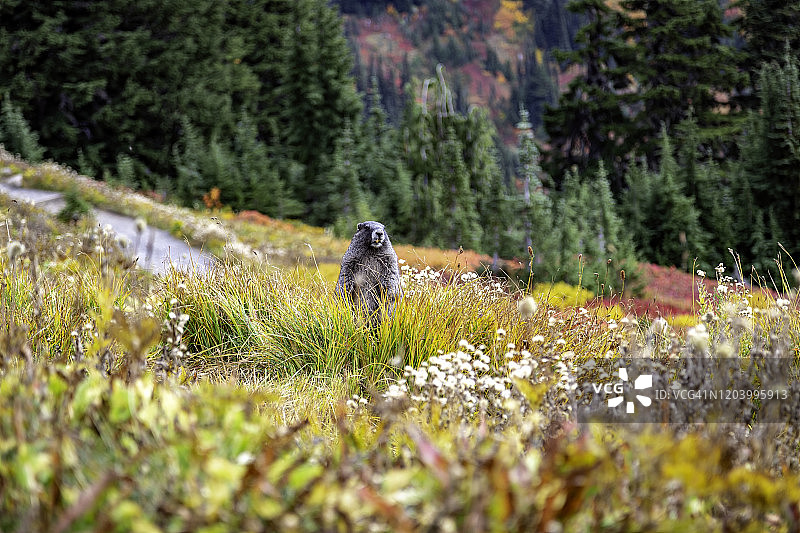 雷尼尔山国家公园石楠花丛中的灰白旱獭图片素材