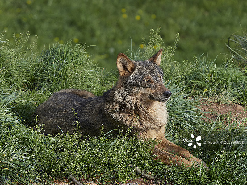 一只伊比利亚狼躺在草地上休息图片素材