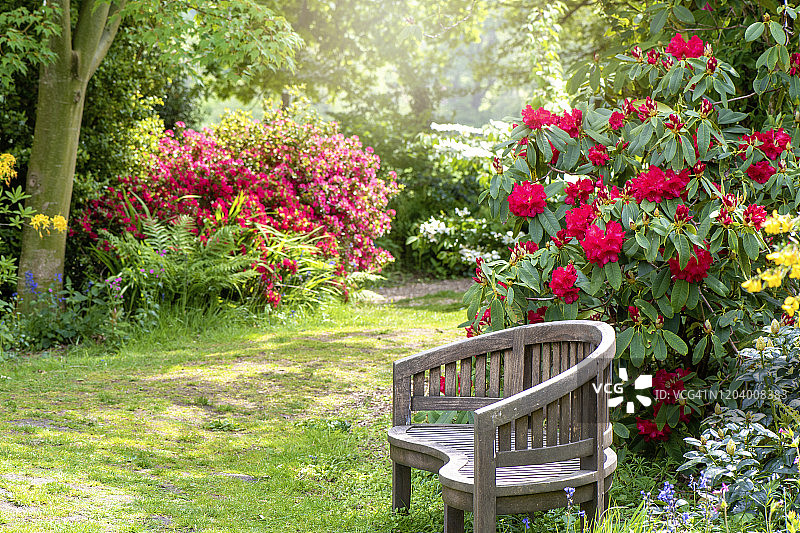 宁静的英式花园，木制长椅和夏季阳光下的红色绣球花图片素材