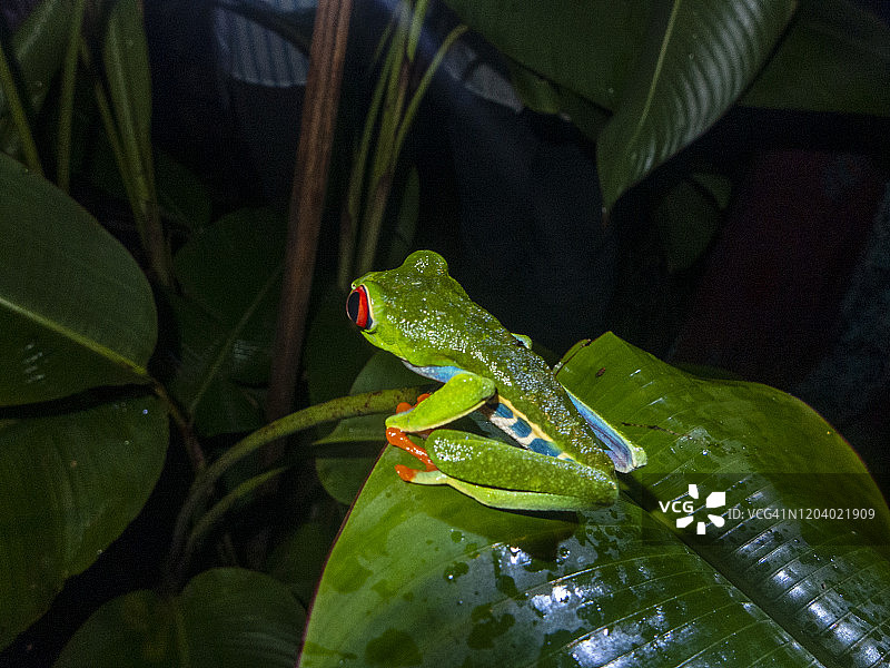 哥斯达黎加博卡塔帕达附近的热带雨林徒步之旅，绿箭毒蛙栖息在香蕉叶上图片素材