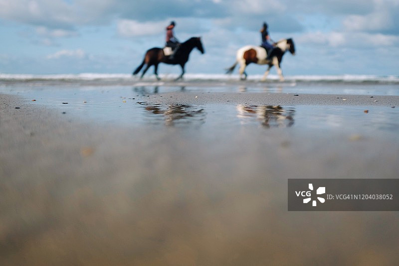 沙滩上的两匹马图片素材