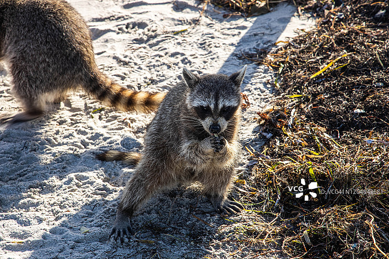 在比斯坎湾州立公园吃东西的有趣的浣熊图片素材