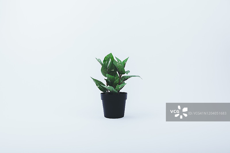 美丽的花盆图片素材