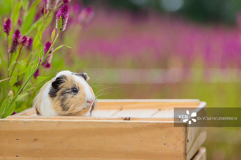 带羽毛鸡冠的豚鼠图片素材