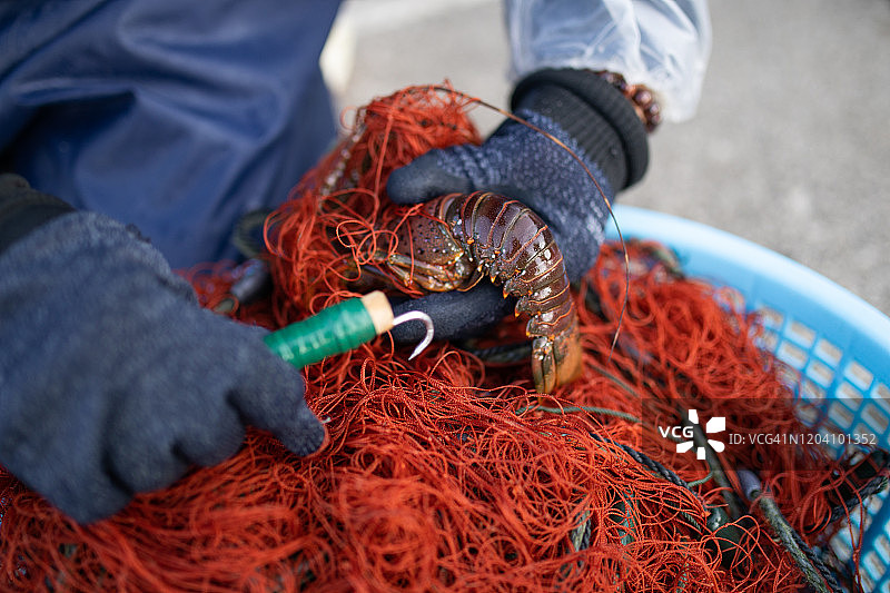 著名的伊势龙虾捕捞场景图片素材