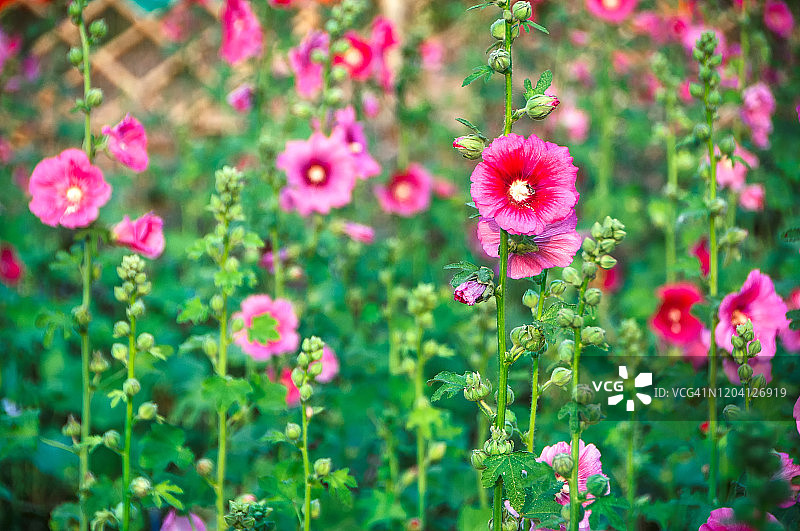 花园中盛开的蜀葵花图片素材