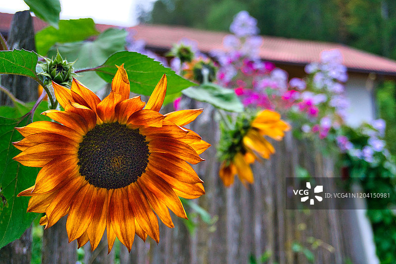 向日葵图片素材